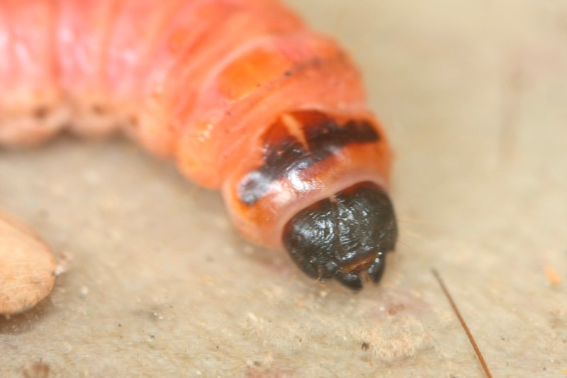 Da identificare(larva)